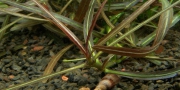 Hygrophila sp. "Araguaia"/ Гигрофила "Арагуая"