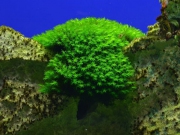 Мох Барбула миллиметр (Barbula SP millimeter Moss)