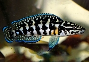 Юлидохромис Марлиера (Julidochromis marlieri)