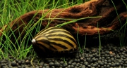 Улитка Неритина Зебра (Neritina natalensis "Zebra")
