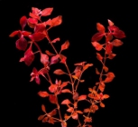 Людвигия пр. Супер Ред - Ludwigia palustris sp. Super Red