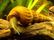 Улитка Броция Геркулес (Brotia Herculea, Hercules Snail)