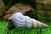 Улитка Броция Геркулес белая (Brotia Herculea, Hercules Snail)