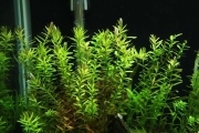 Ротала круглолистная зеленая (Rotala rotundifolia var. Green)